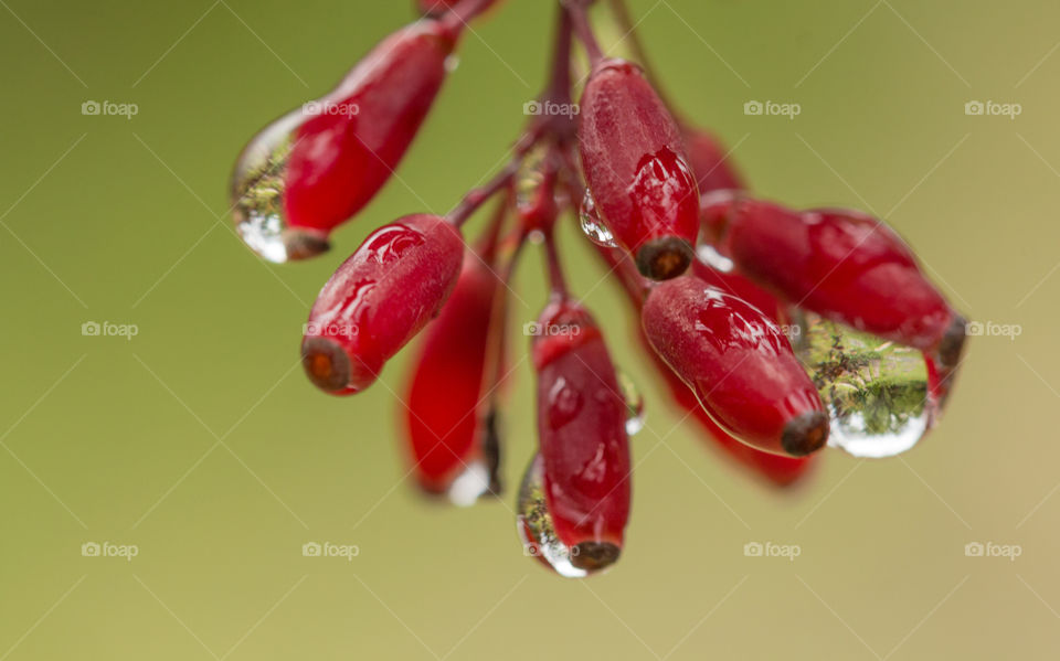 red fruits with water drops