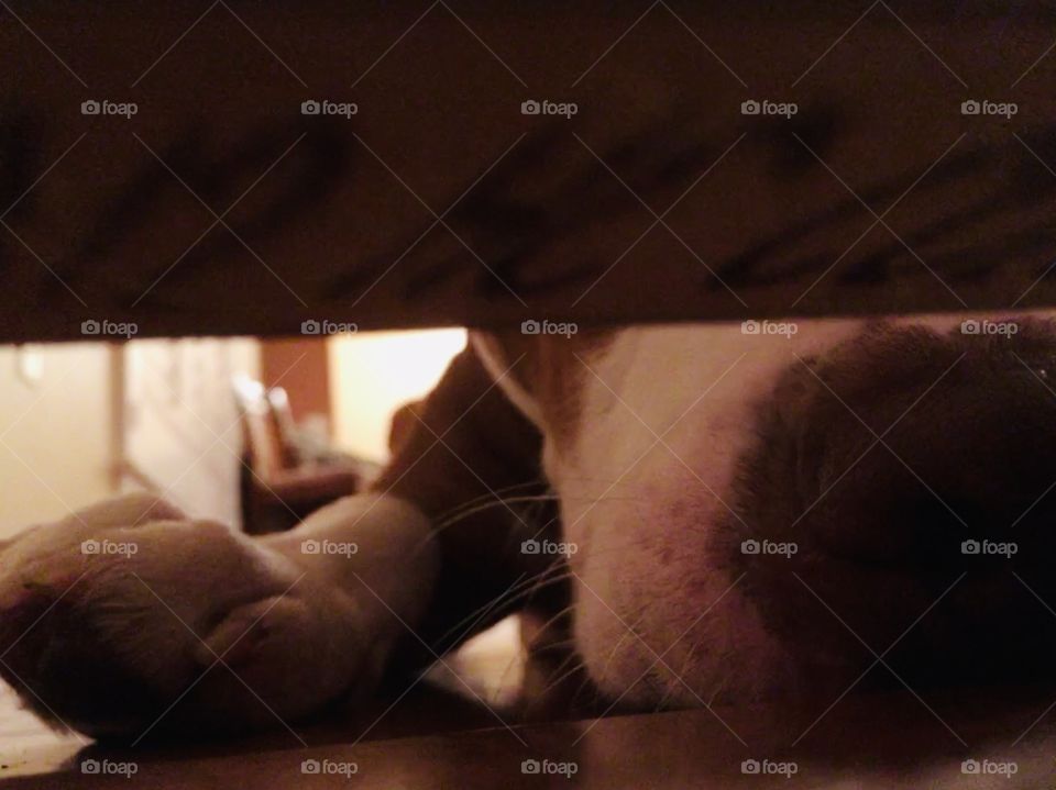 Are you in there? Red nose pitbull nose on the ground smelling under the door 🚪