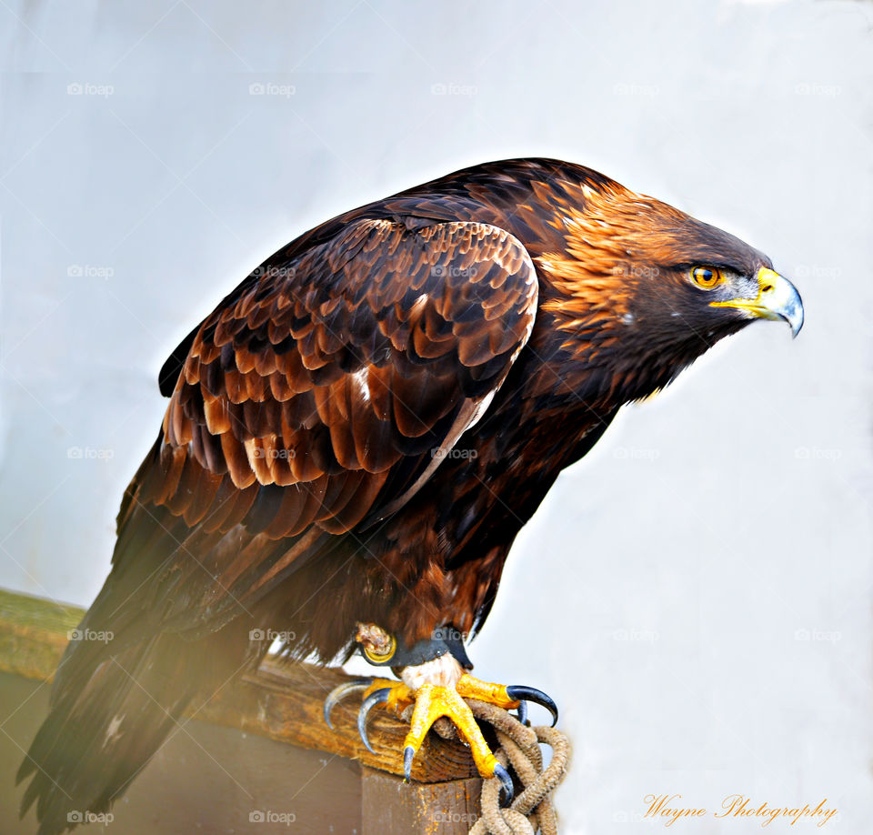 eagle