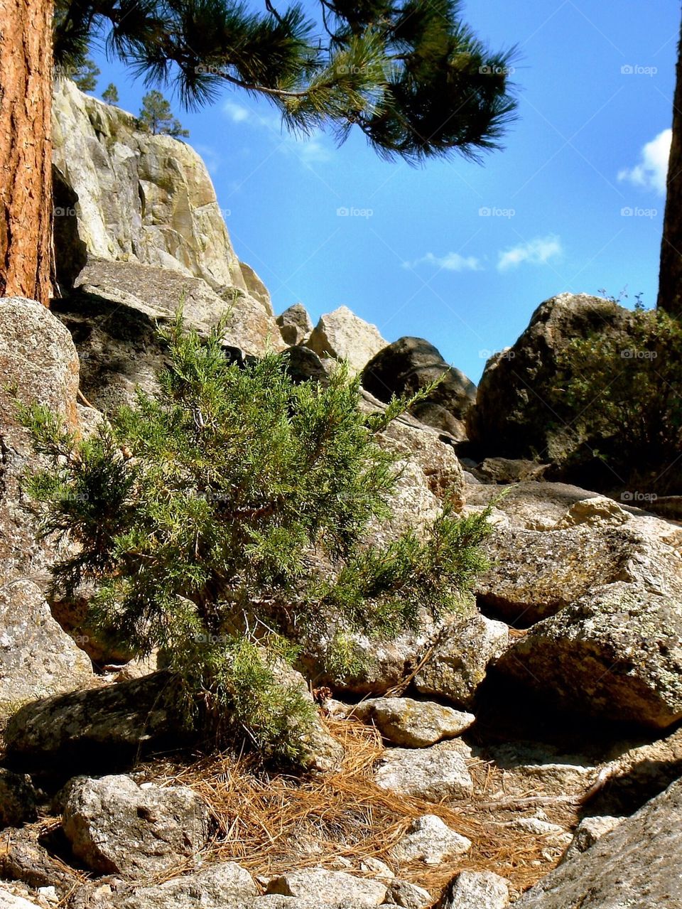 trees rocks group1 by refocusphoto