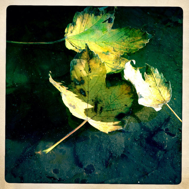 Autumn leaf