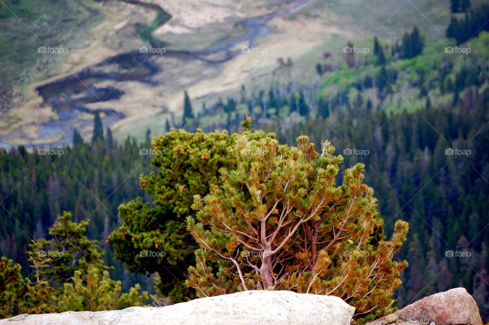 tree by refocusphoto