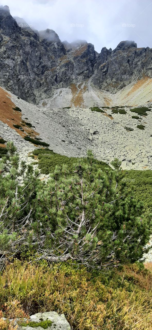 Mountain pines,  piargs and misty hills in autumn