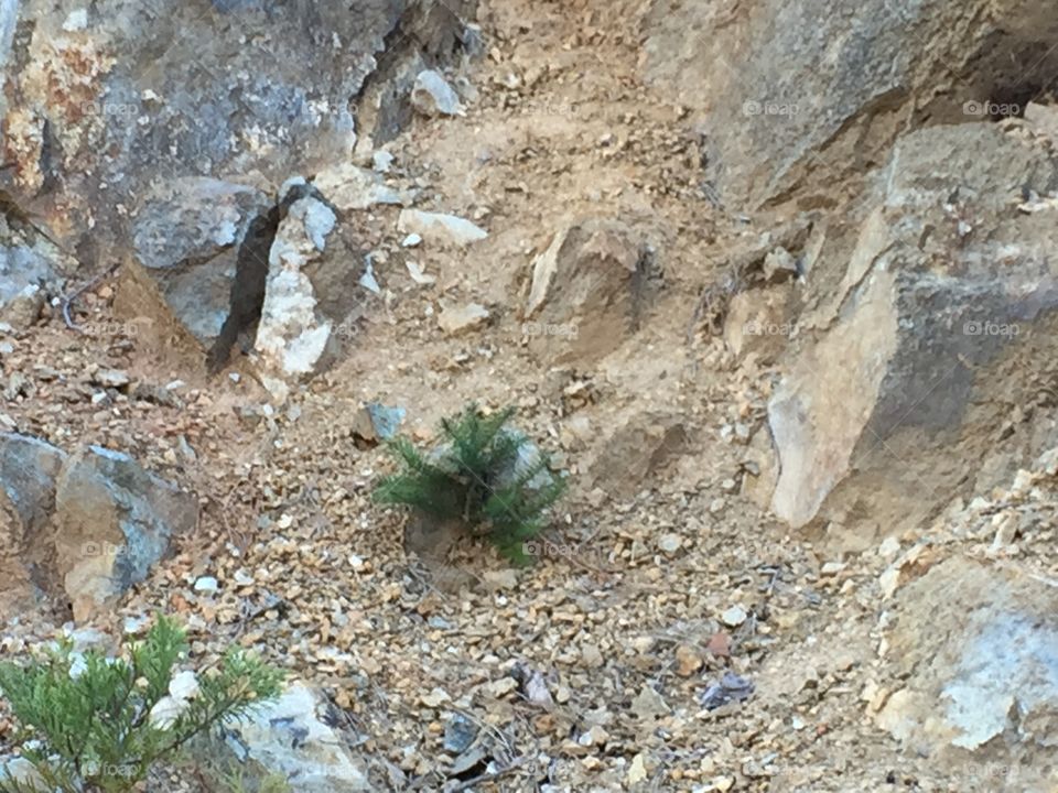 Standing ones ground. A  young pine tree struggling to growing in crumbling rock and clay on the mountainside.