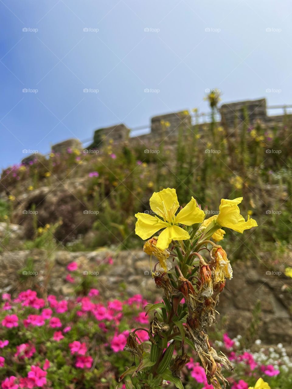Beautiful Oenothera Biennia at Sutro Heights in San Francisco California 