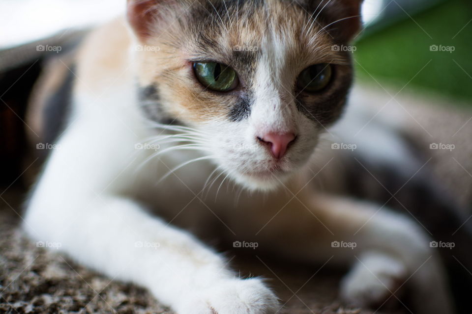 Cat, Cute, Pet, Portrait, Eye