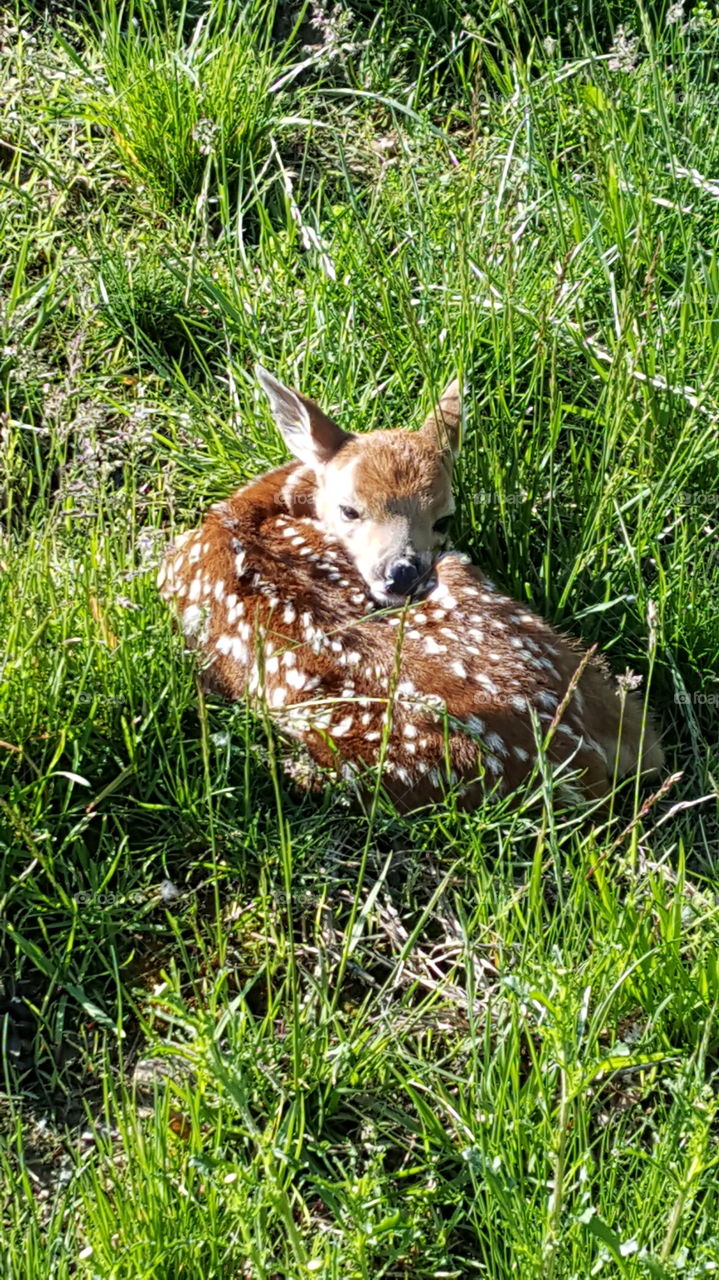 Baby Fawn. Woke up to this little Fawn in our back yard, taking a break  waiting for mom to come back and get him.