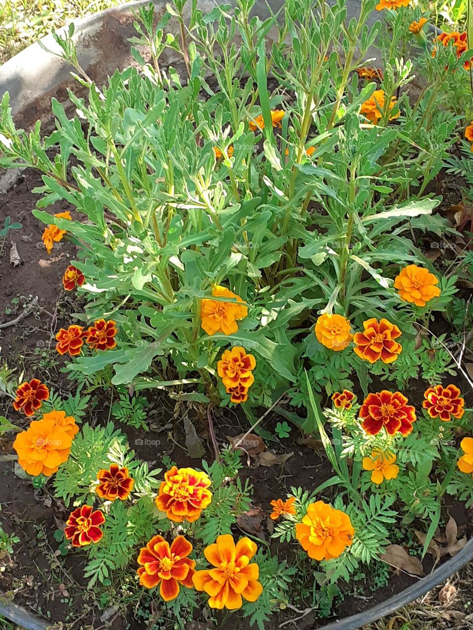 plantas de mi jardín