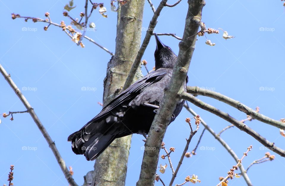 Crow in Tree