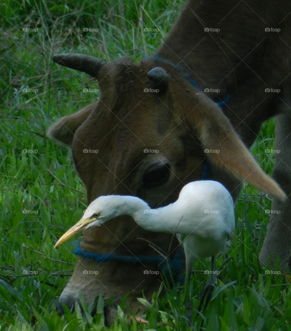 cattle egret