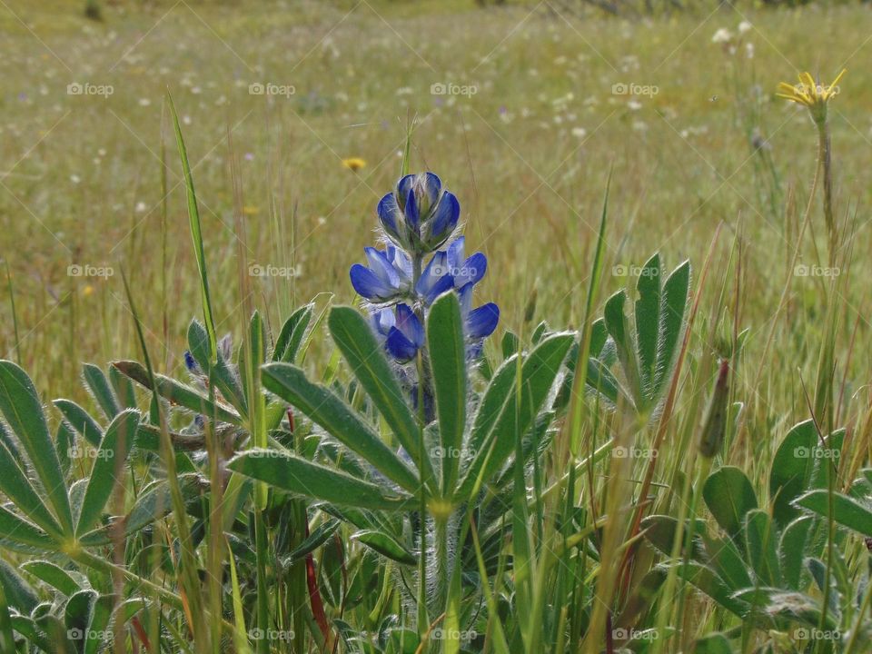 First lupin of meadows 