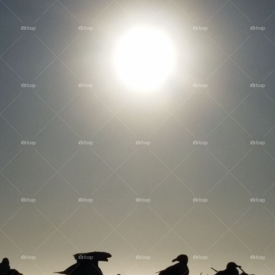 foggy sun  sand beach seagulls in silhouette
