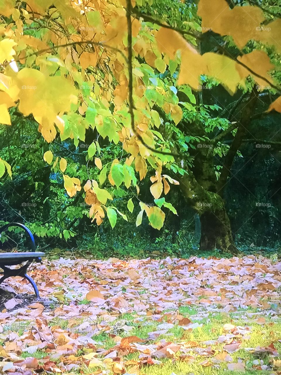 Washington Park Trees