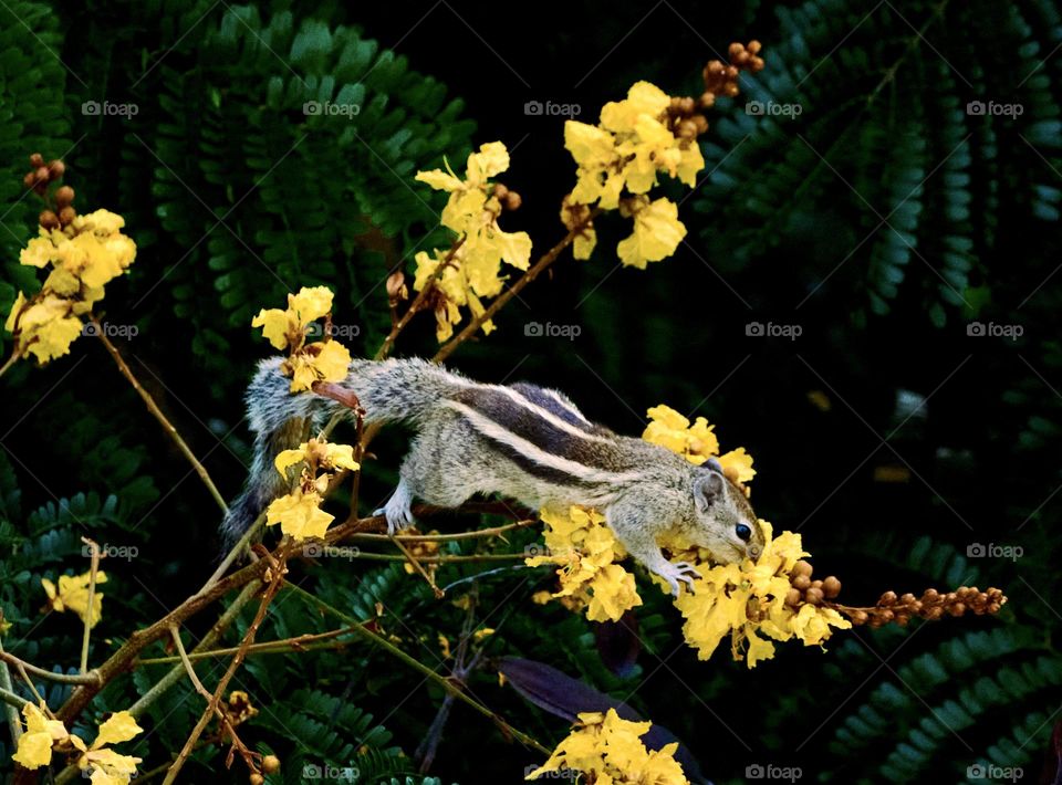 Animal behaviour- Squirrel eating yellow flowers with great interest and awareness around himself 