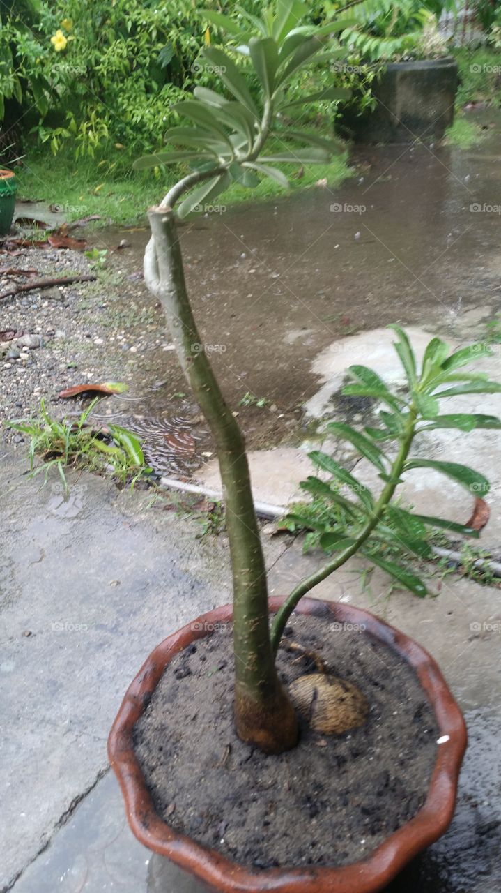 plant on rain