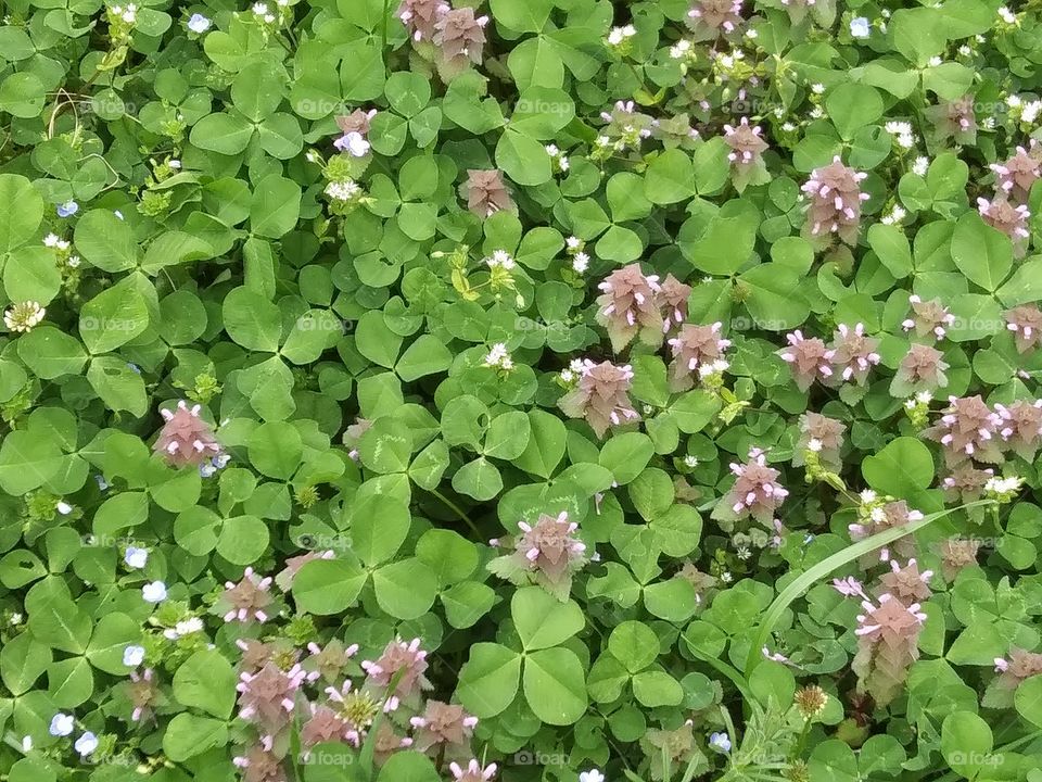 clover in the lawn