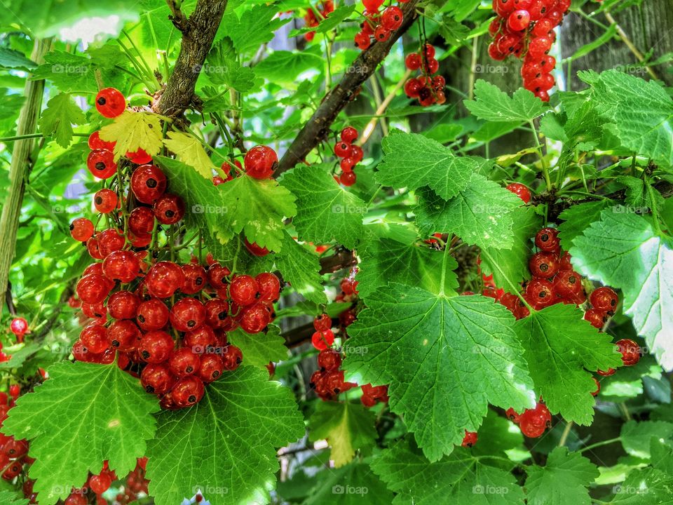 Red Currants Ii