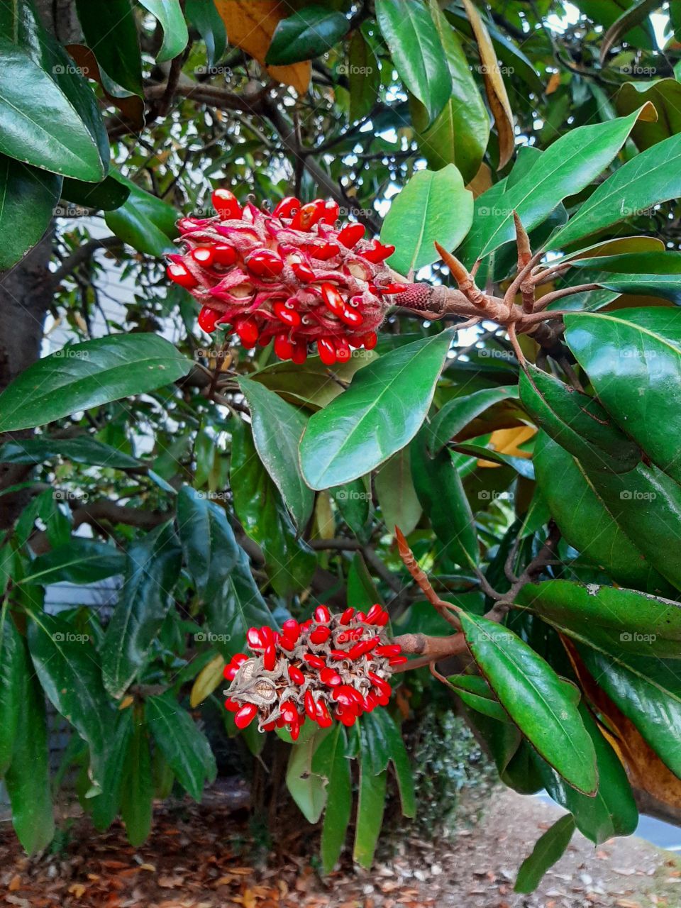 Southern magnolia cone