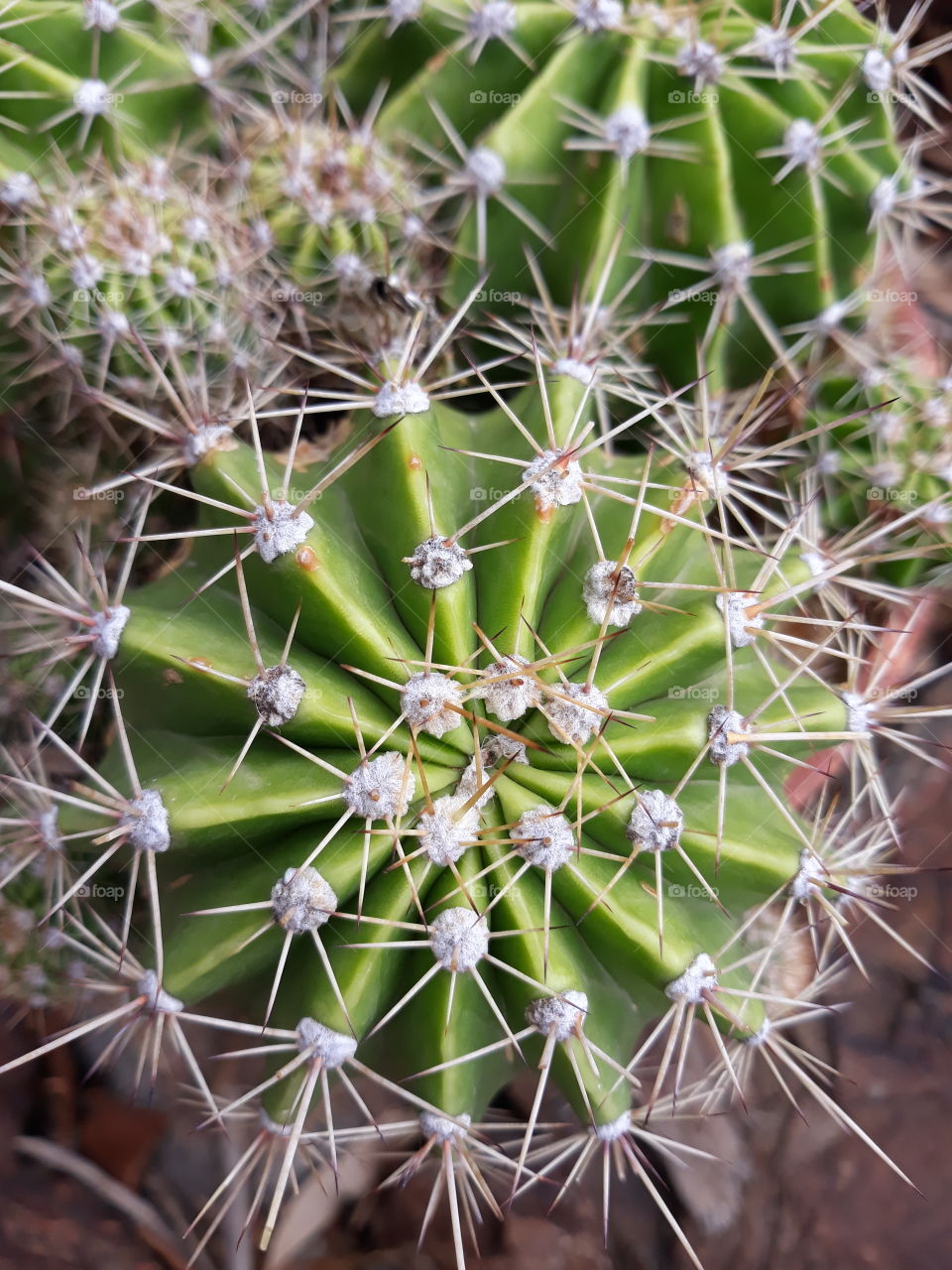 A cactus