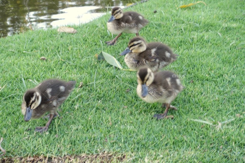 Ducklings are walking on the grass.
