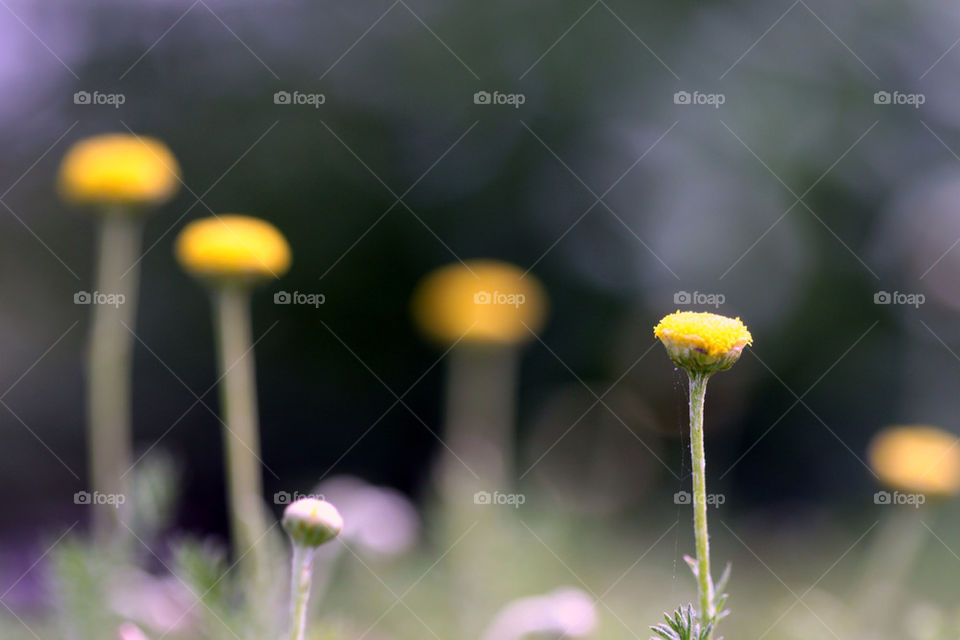 green spring field garden by hlehnerer