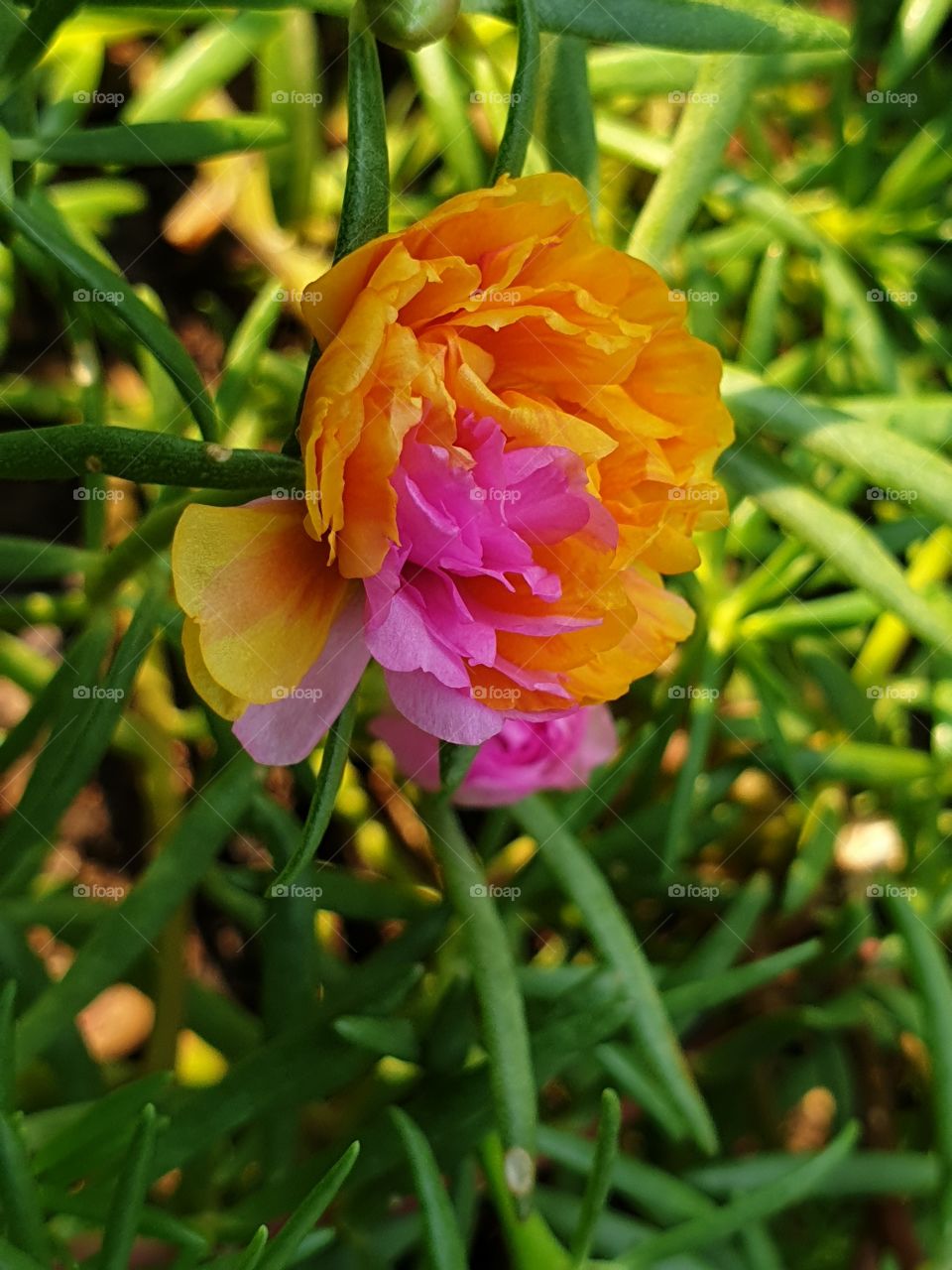 beautiful flowers in my garden