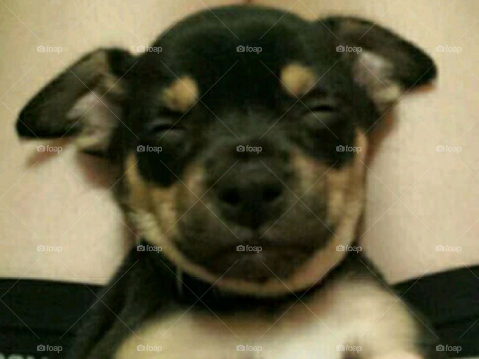 rat terrier/chihuaha puppy