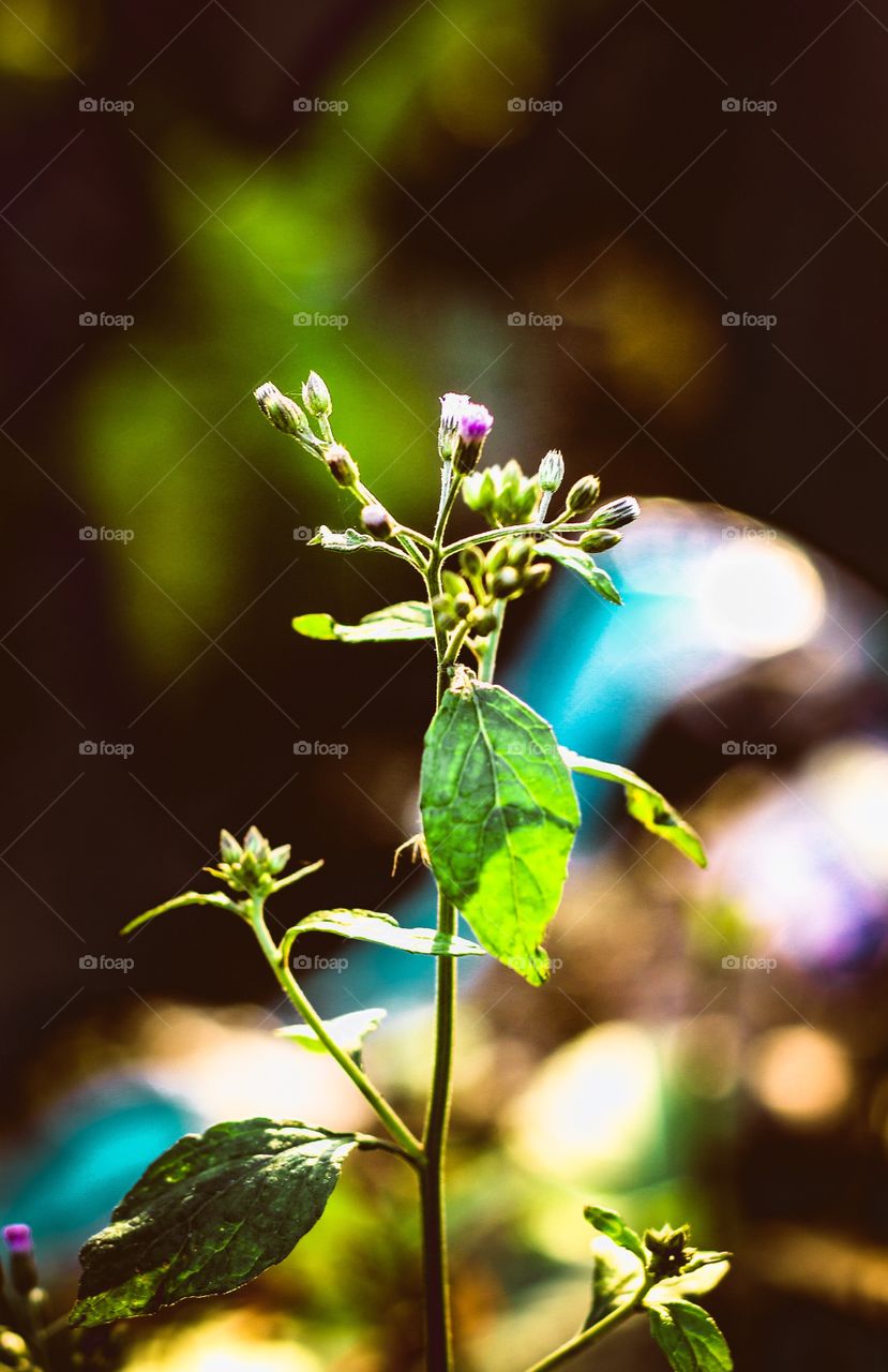 Little flowers on plant 