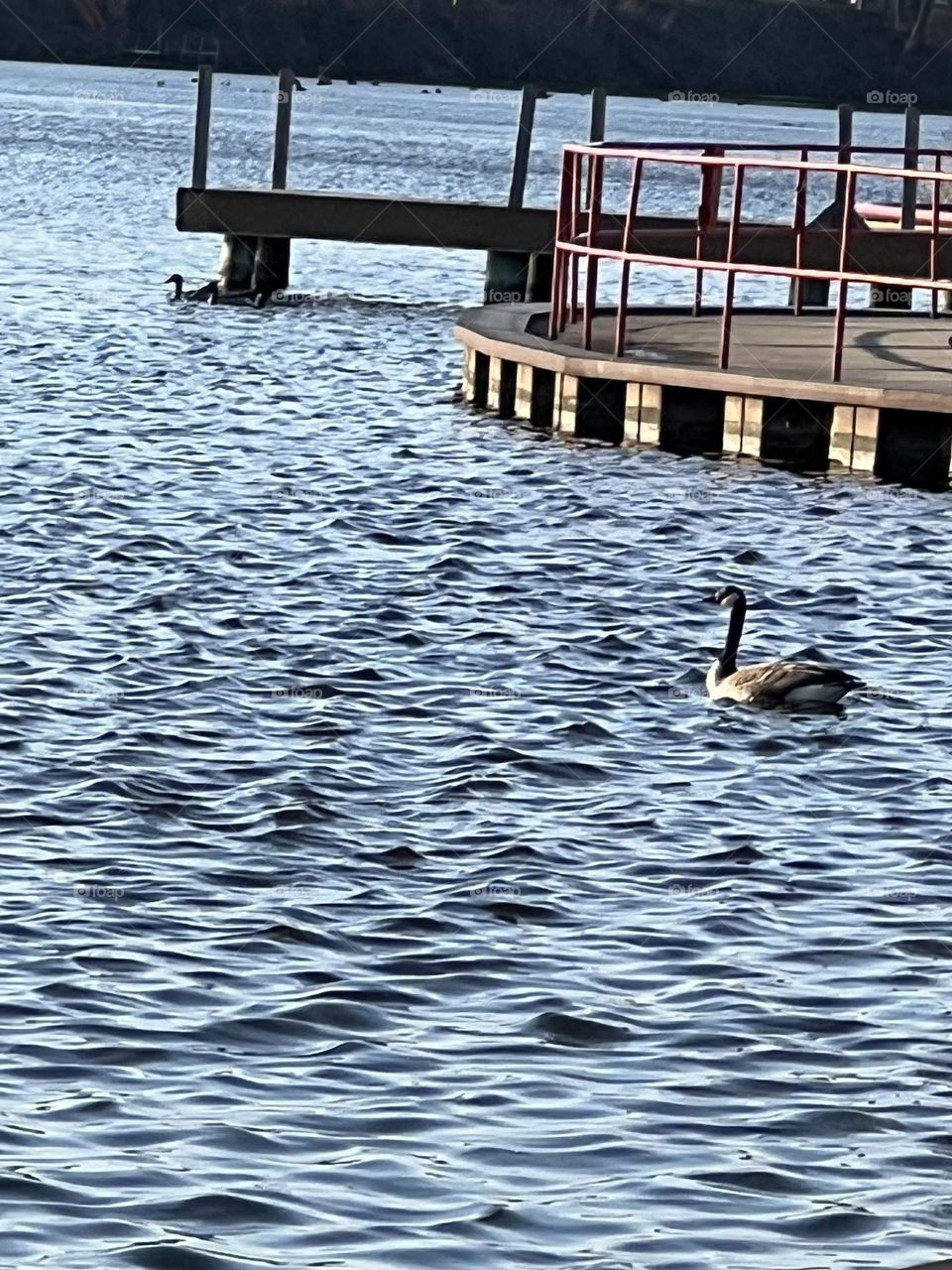 A lone goose floating in the water