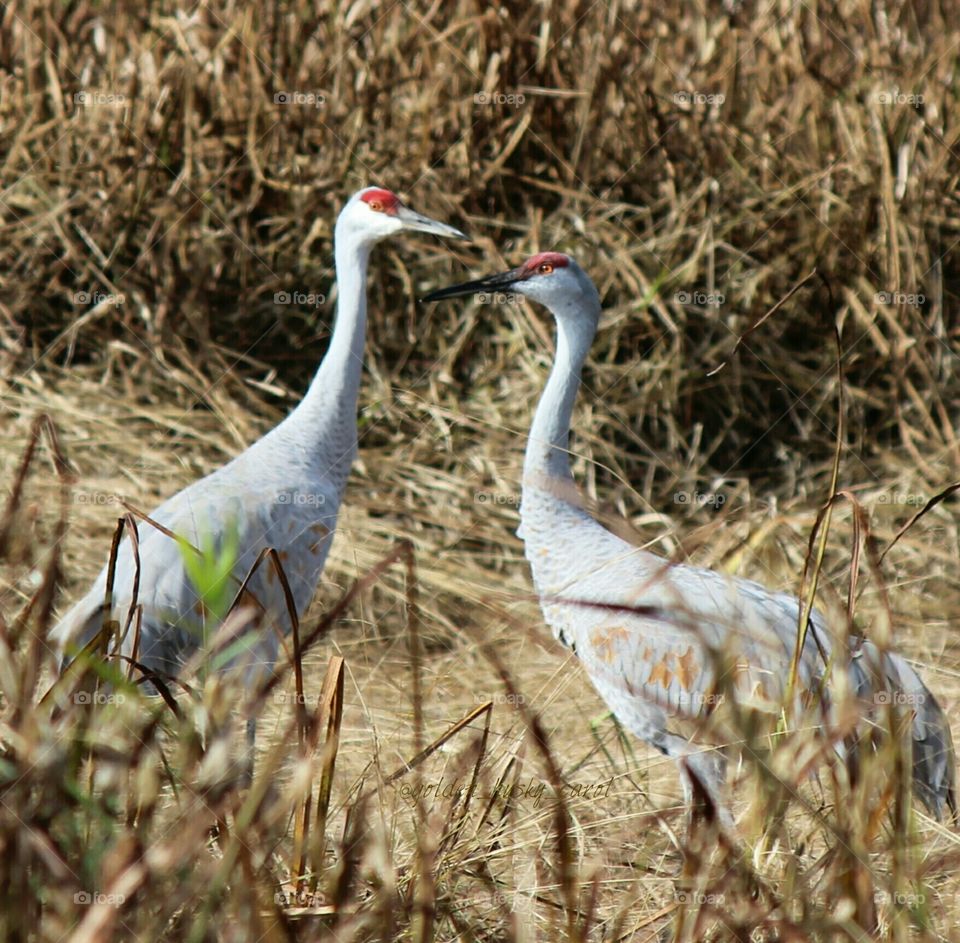 sandhill cranes hanging out in the fall  sunshine
