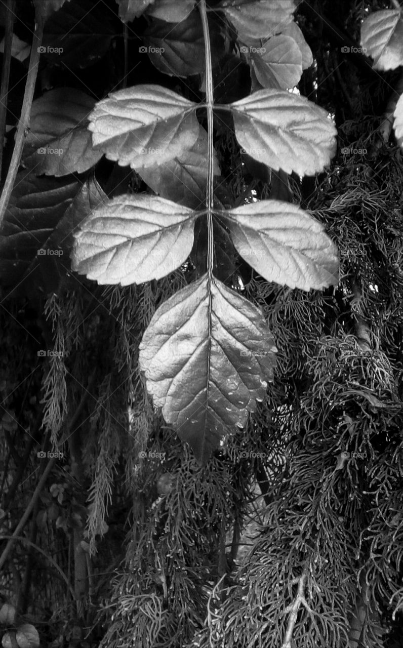 Black silver shining leaves in nature with
Evergreen branches as backround#
monochrome#wallpaper#canvas#card#
illustration#botanical