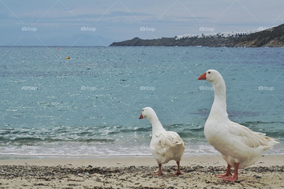Two geese on the shore