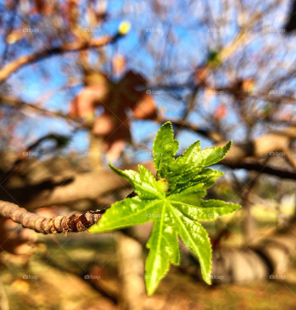 New life leaf on tree 