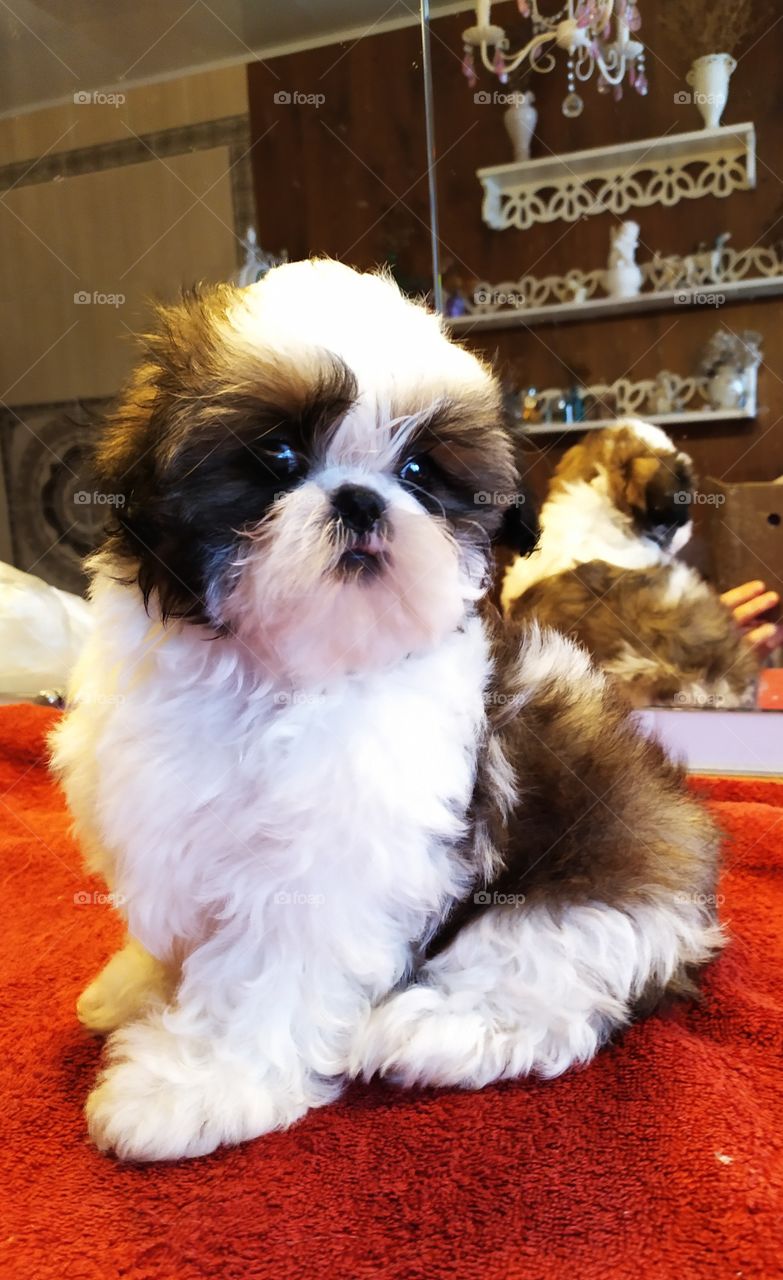 Shih Tzu