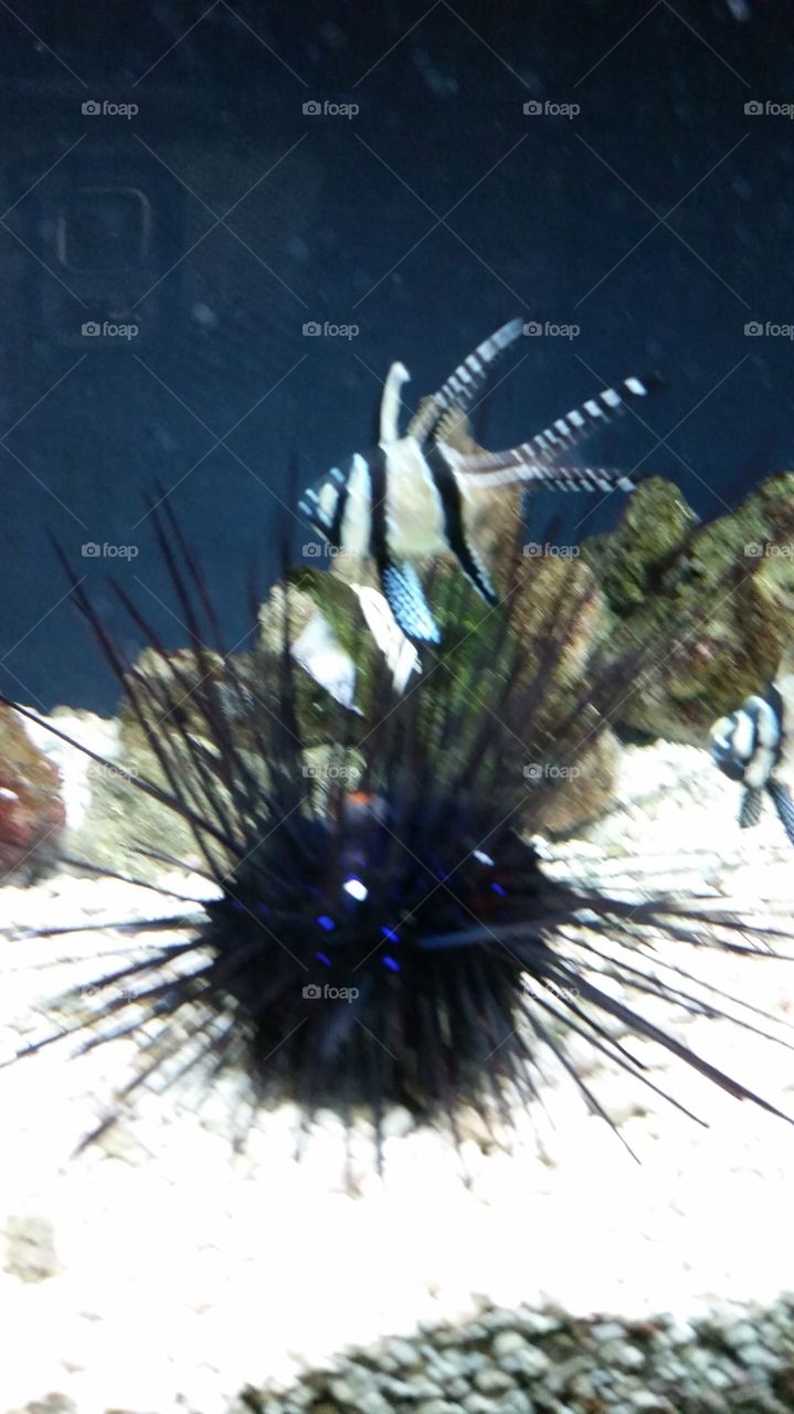 Underwater, No Person, Invertebrate, Fish, Water