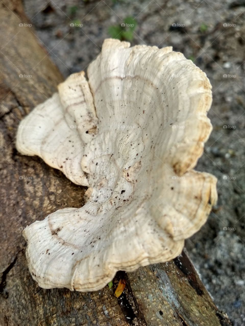 Fantastic shape of mushroom