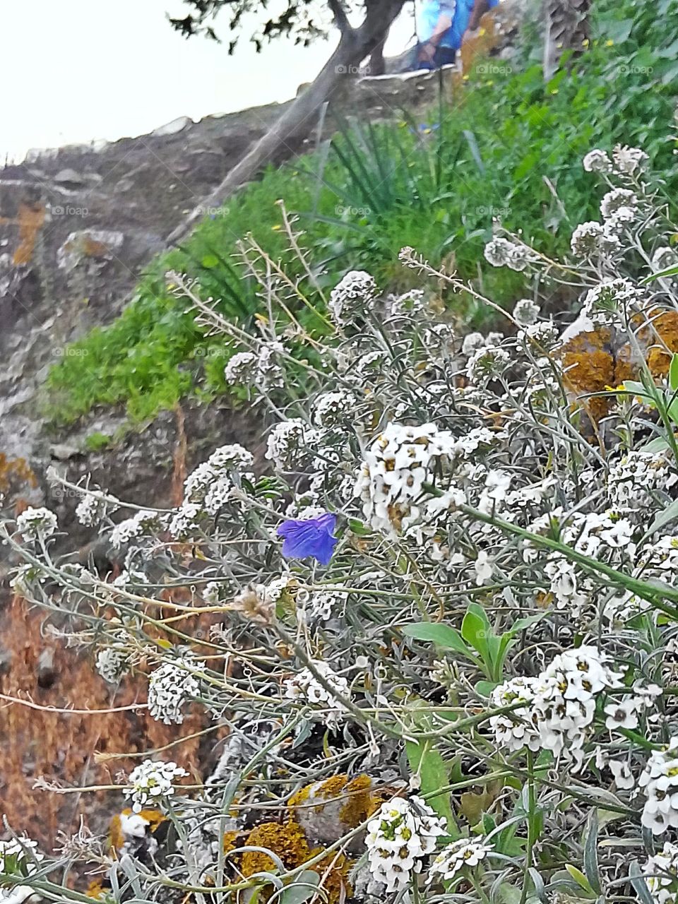 Winter flowers, Andalucia