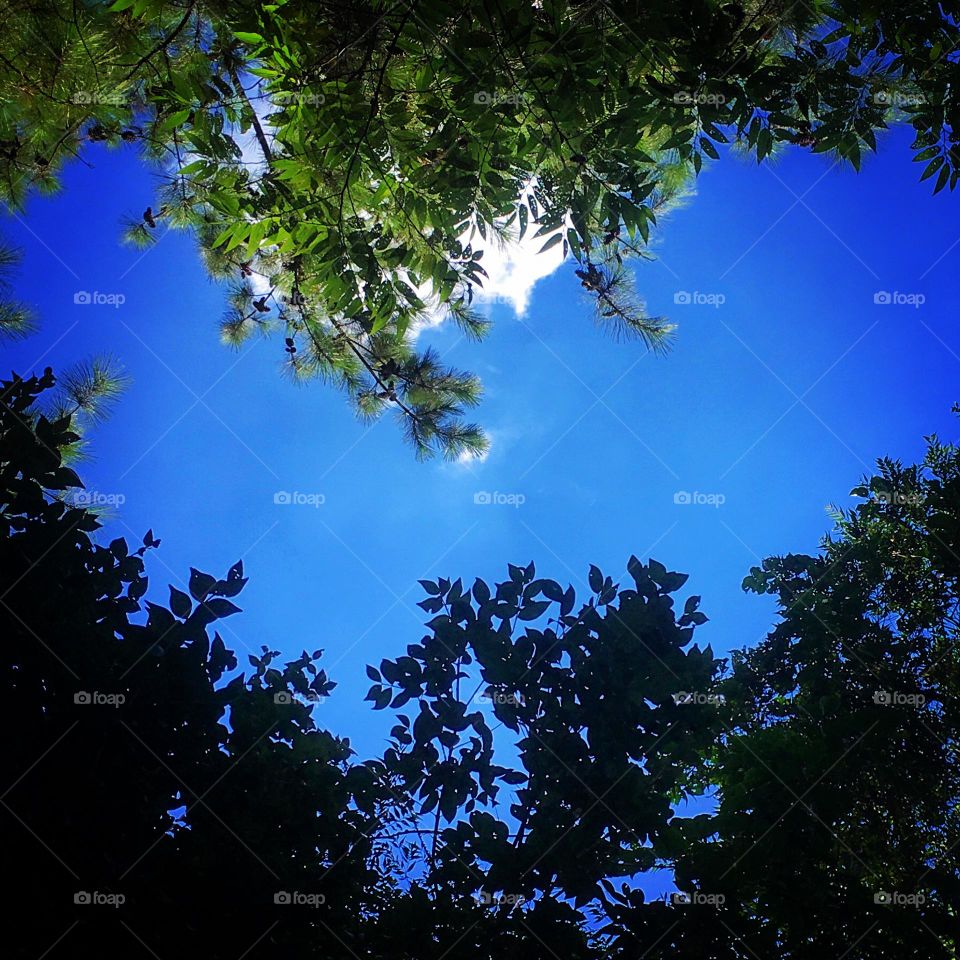 🇺🇸 The treetops of Serra do Japi, in Jundiaí, formed this beautiful heart. Long live Brazil and its nature. / 🇧🇷 A copa das árvores da Serra do Japi, em Jundiaí, formou esse lindo coração. Viva o Brasil e sua natureza.