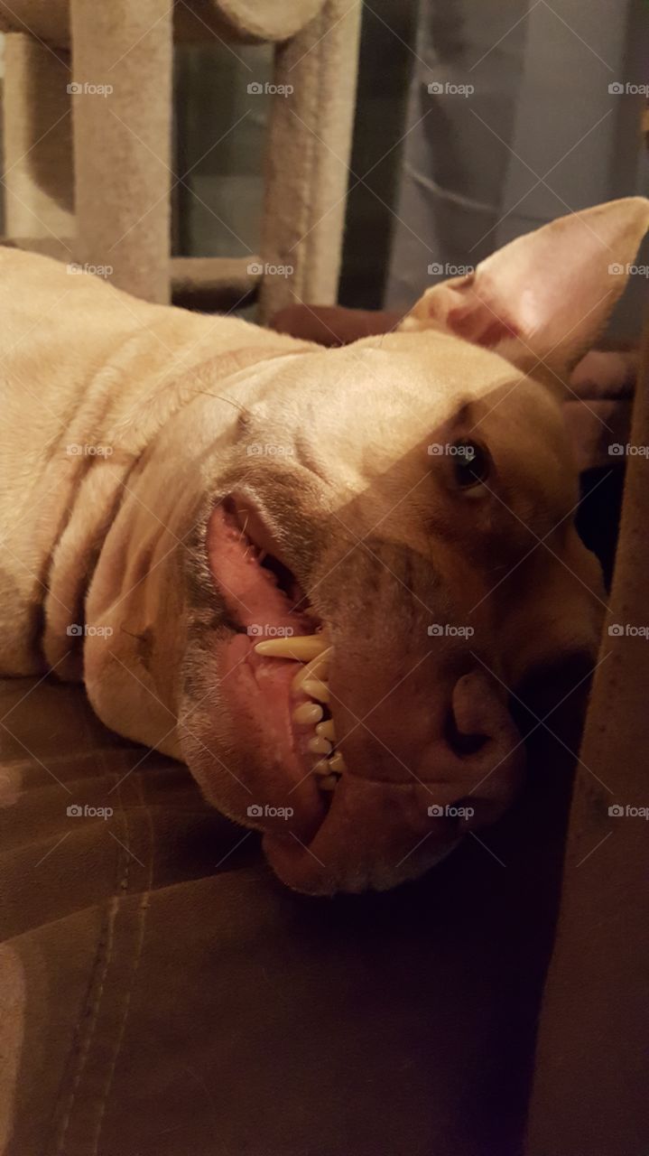 pitbull smiling for the camera