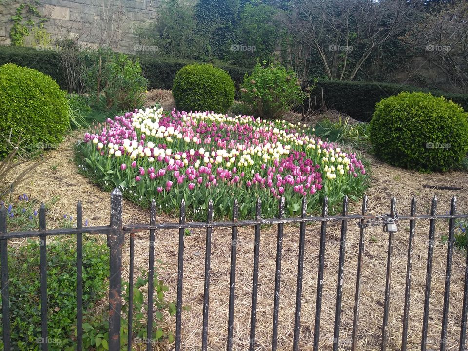 Tulip Bed Garden in Park NYC