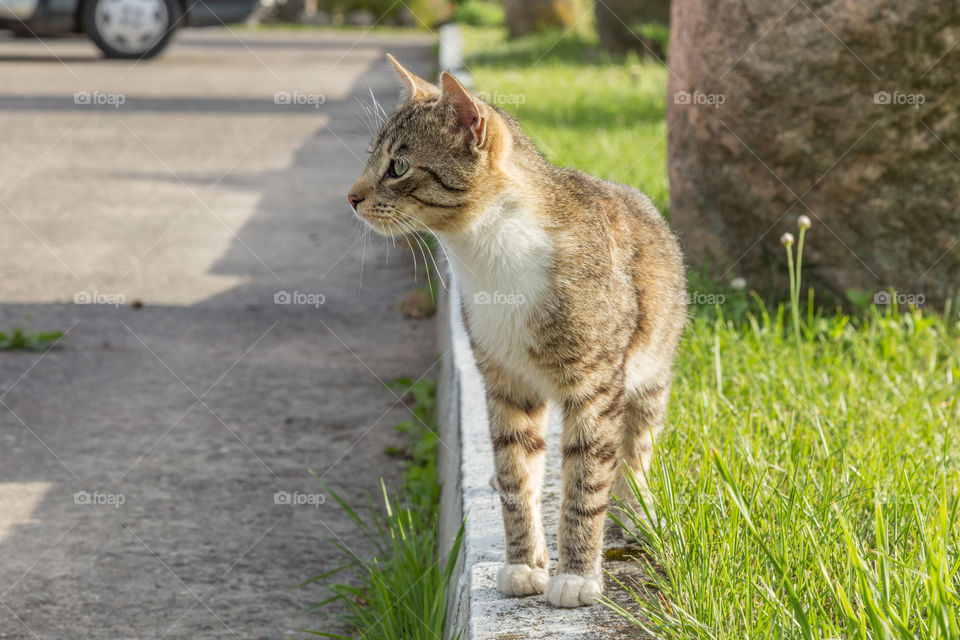 urban cat