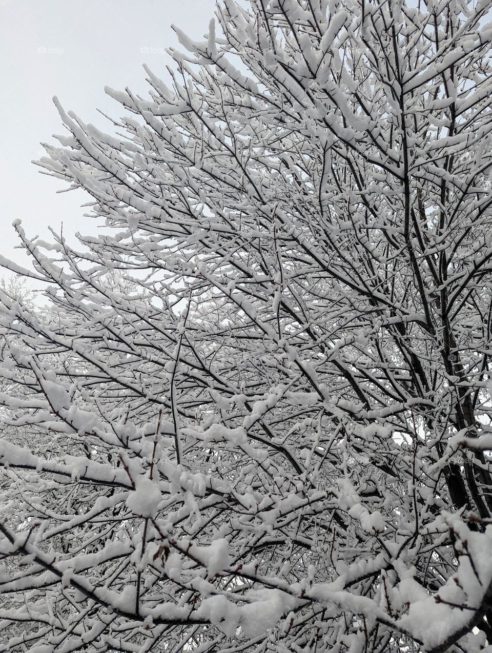 Snowy Tree