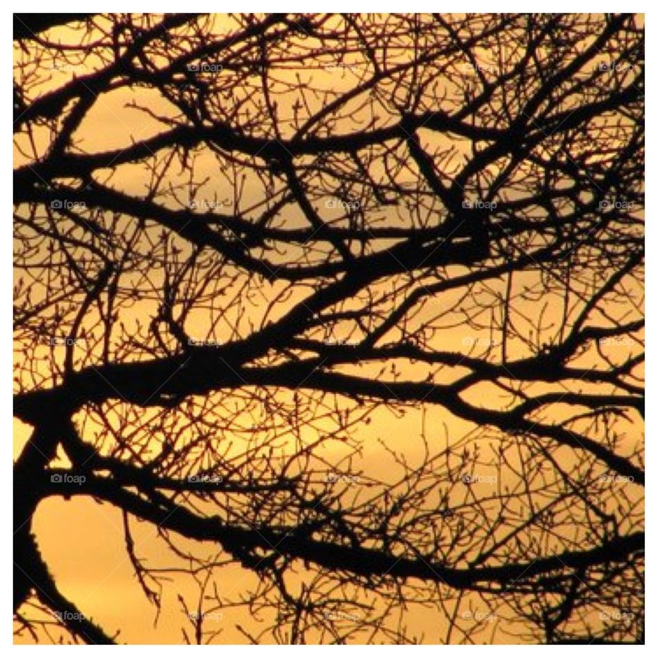 Branch Silhouette Sunset