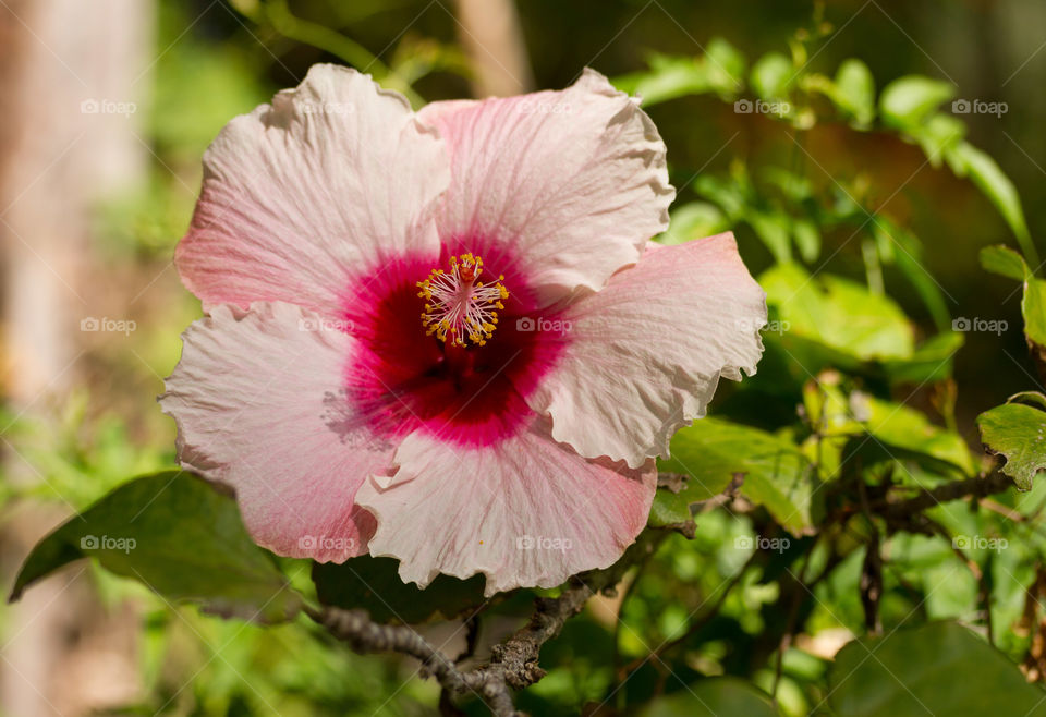 Close-up of hibiscus flower