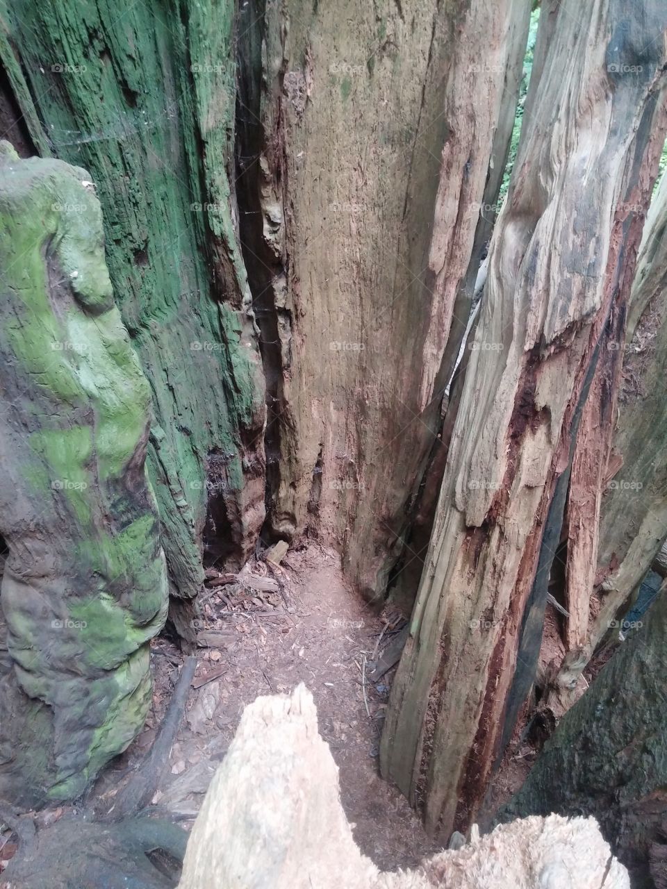 Inside a Fallen Tree