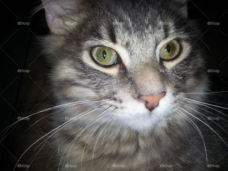 Beautiful kitten in Pompano Beach, Glorida