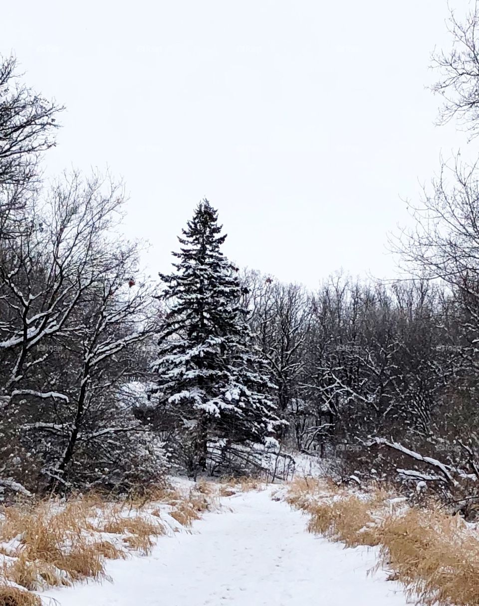 Winter In Winnipeg 