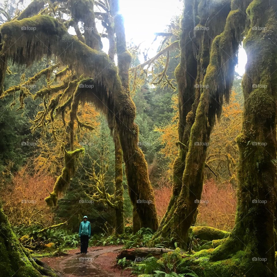 Fairy land; is this real life? Hoh Rainforest 