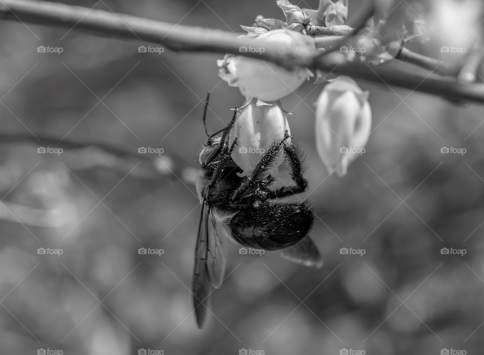Bee on blueberry blossom black and white