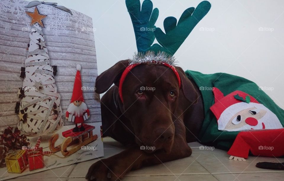 Christmas#time#celebrated#decoration#dog